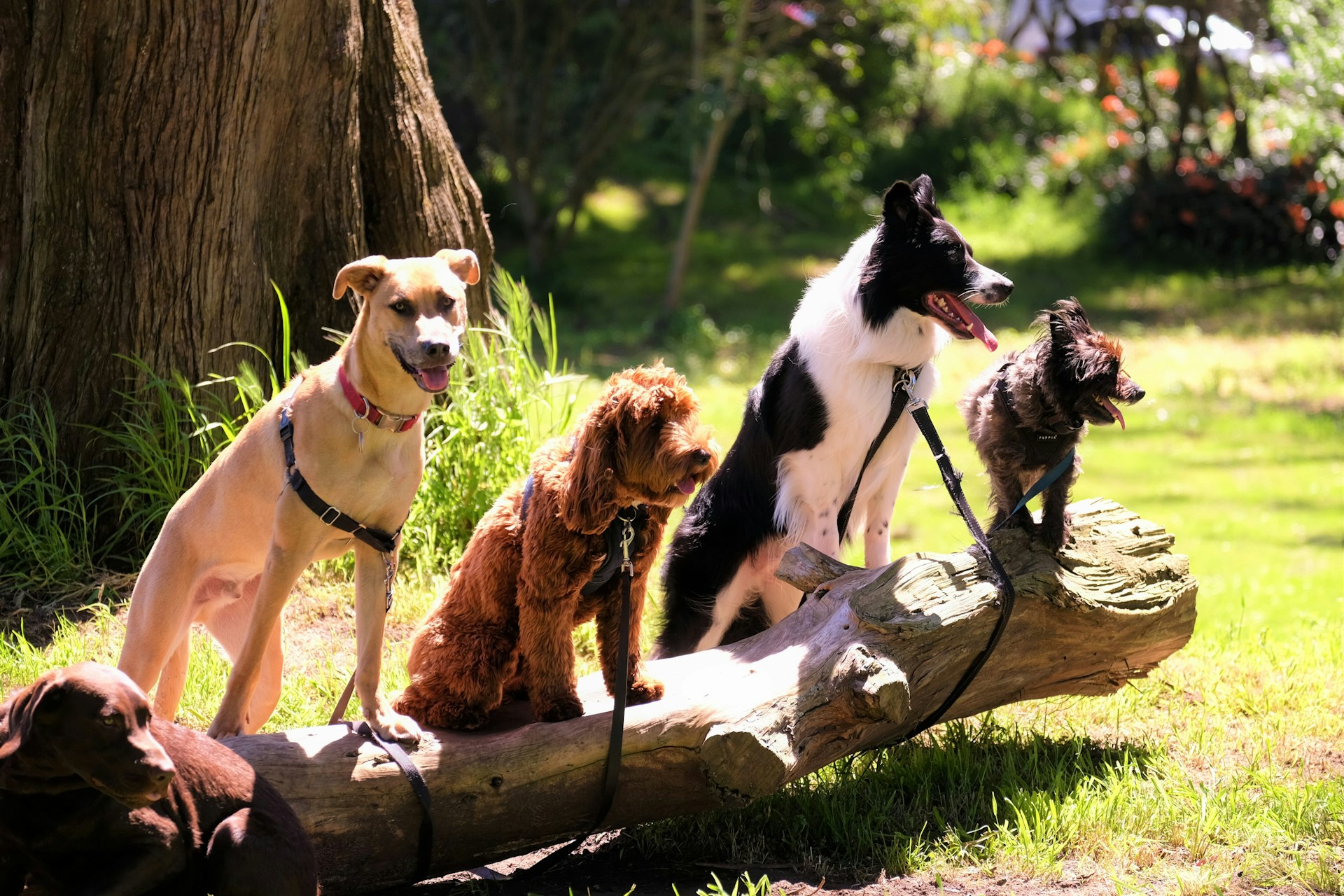 Amor em Quatro Patas: A Doce e Surpreendente Realidade de Ter um Novo Cãozinho em Casa