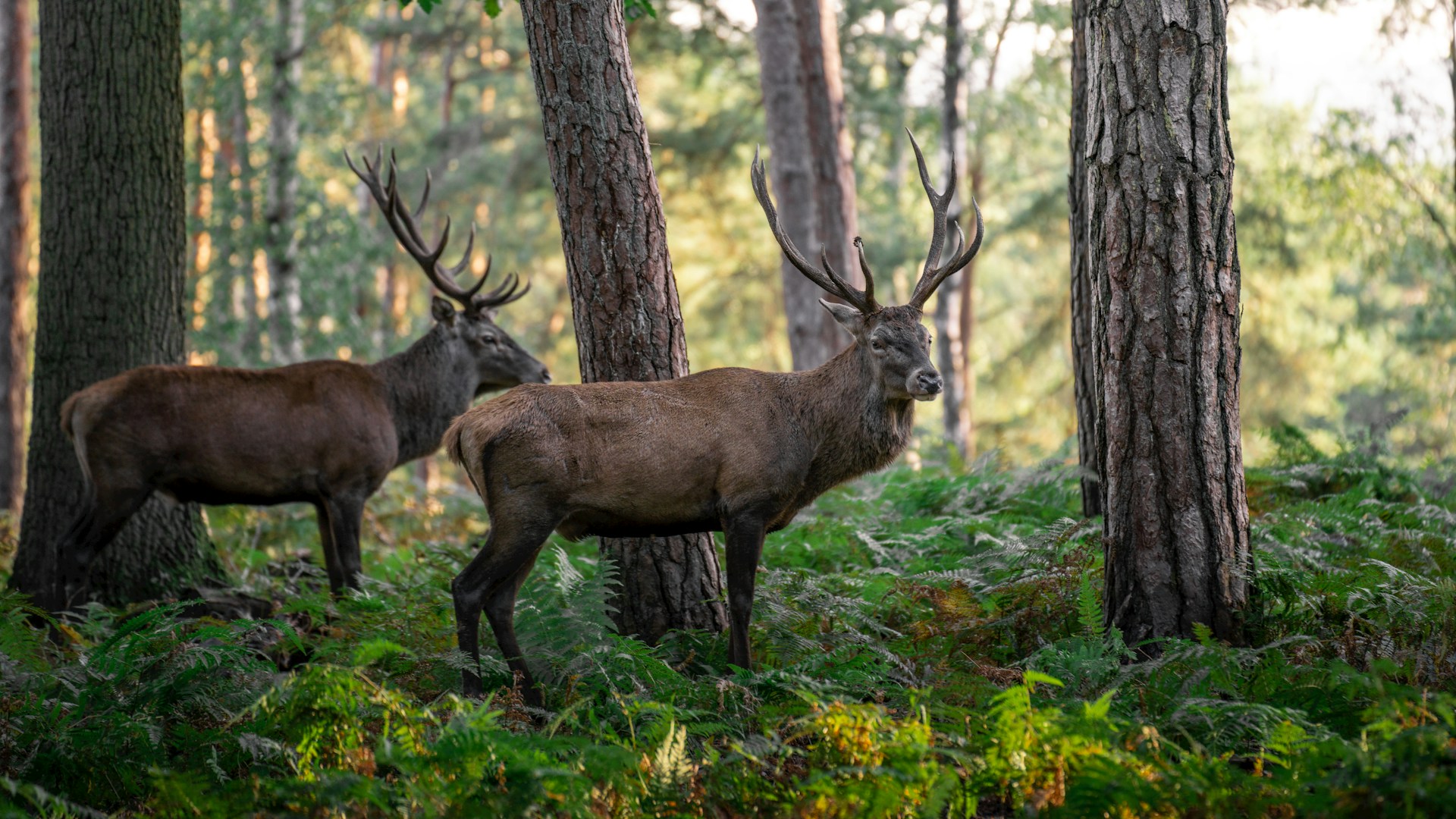 A Magia Ameaçada: Lendas da Floresta e o Fantasma da Extinção